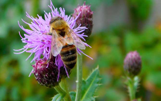 蜂王與工蜂的外形區別? 蜂王與工蜂