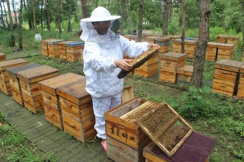 養蜂只養一箱可以嗎 養蜂只養一箱可以嗎