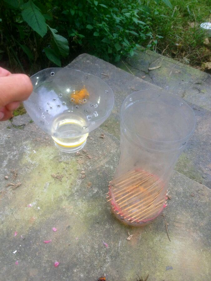 中國(guó)大虎頭蜂怎么誘捕(捕捉虎頭蜂的步驟) 中國(guó)大虎頭蜂怎么誘捕(捕捉虎頭蜂的步驟)