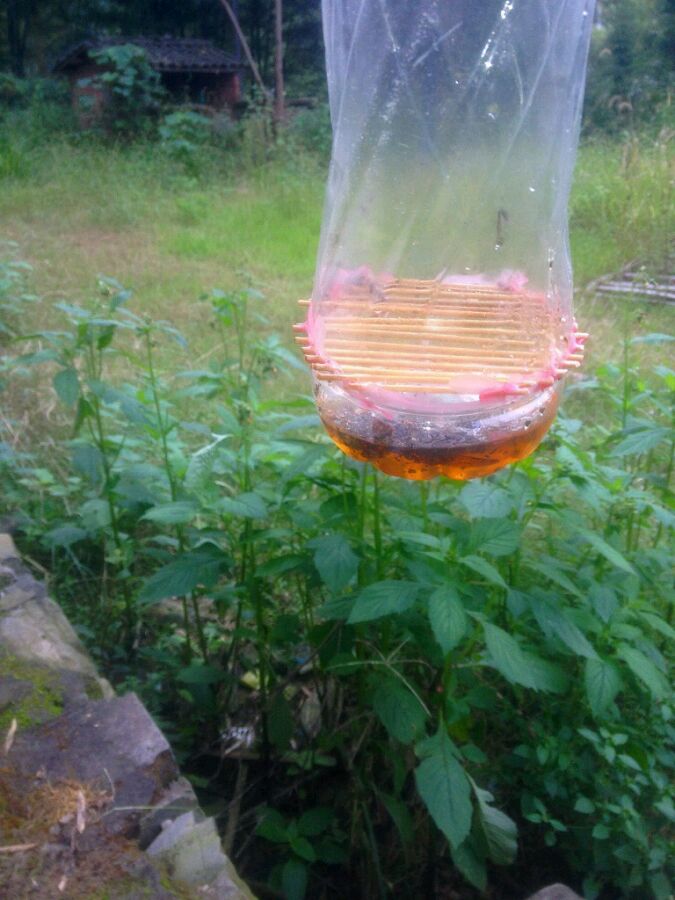 中國(guó)大虎頭蜂怎么誘捕(捕捉虎頭蜂的步驟) 中國(guó)大虎頭蜂怎么誘捕(捕捉虎頭蜂的步驟)