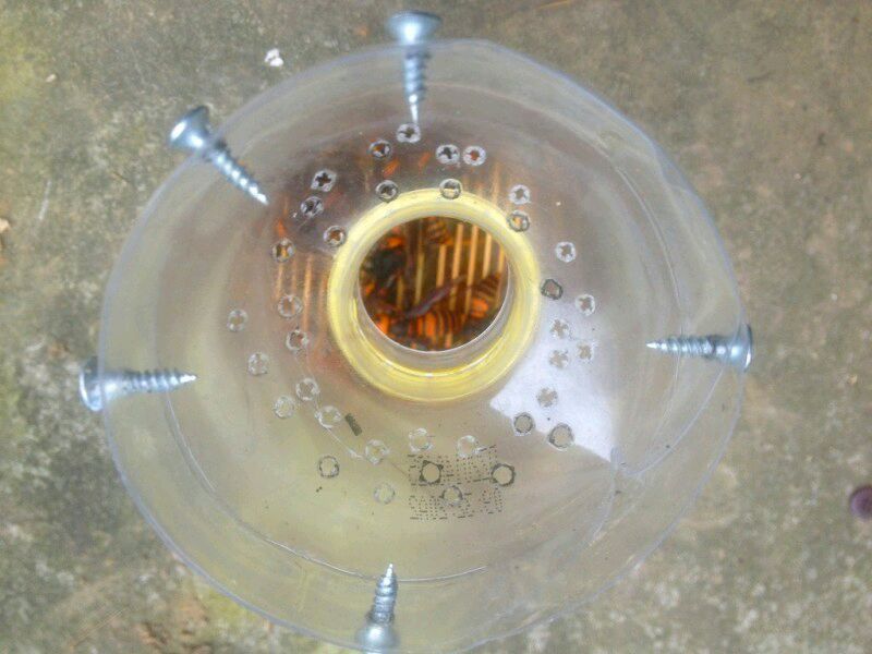 中國(guó)大虎頭蜂怎么誘捕(捕捉虎頭蜂的步驟) 中國(guó)大虎頭蜂怎么誘捕(捕捉虎頭蜂的步驟)