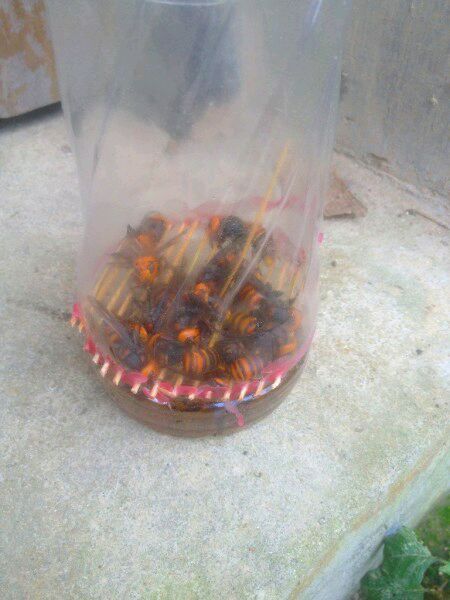 中國(guó)大虎頭蜂怎么誘捕(捕捉虎頭蜂的步驟) 中國(guó)大虎頭蜂怎么誘捕(捕捉虎頭蜂的步驟)