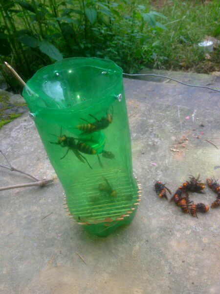 中國(guó)大虎頭蜂怎么誘捕(捕捉虎頭蜂的步驟) 中國(guó)大虎頭蜂怎么誘捕(捕捉虎頭蜂的步驟)