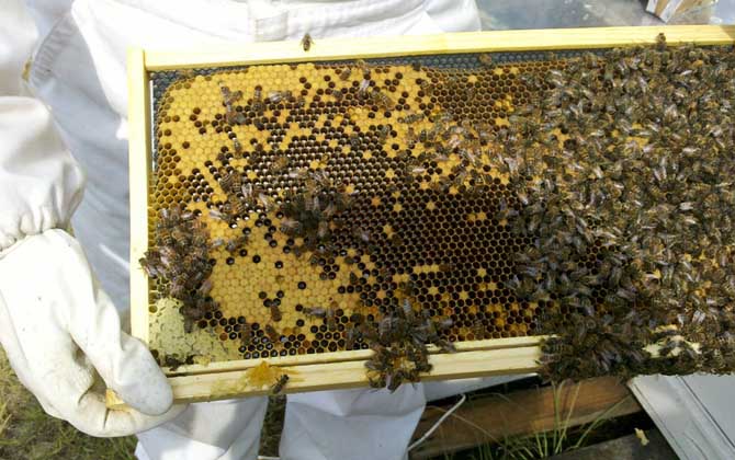 一脾松丹一號(hào)意蜂快速繁殖方法(意蜂一脾速繁法及注意事項(xiàng)) 一脾松丹一號(hào)意蜂快速繁殖方法(意蜂一脾速繁法及注意事項(xiàng))