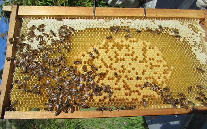 一脾松丹一號(hào)意蜂快速繁殖方法(意蜂一脾速繁法及注意事項(xiàng)) 一脾松丹一號(hào)意蜂快速繁殖方法(意蜂一脾速繁法及注意事項(xiàng))