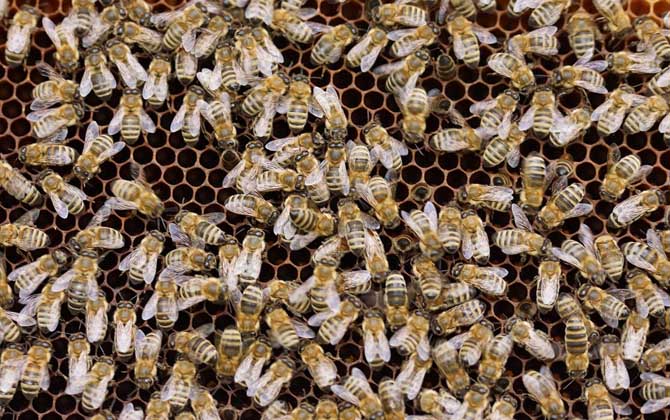 一脾松丹一號(hào)意蜂快速繁殖方法(意蜂一脾速繁法及注意事項(xiàng)) 一脾松丹一號(hào)意蜂快速繁殖方法(意蜂一脾速繁法及注意事項(xiàng))