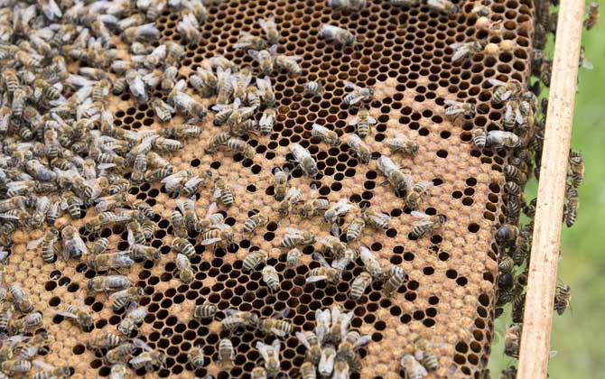 一脾松丹一號(hào)意蜂快速繁殖方法(意蜂一脾速繁法及注意事項(xiàng)) 一脾松丹一號(hào)意蜂快速繁殖方法(意蜂一脾速繁法及注意事項(xiàng))