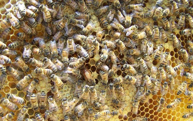 一脾松丹一號(hào)意蜂快速繁殖方法(意蜂一脾速繁法及注意事項(xiàng)) 一脾松丹一號(hào)意蜂快速繁殖方法(意蜂一脾速繁法及注意事項(xiàng))