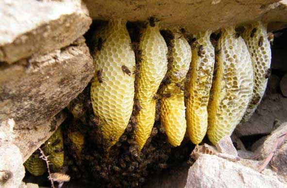 蜜蜂窩怎么處理(發(fā)現(xiàn)蜜蜂窩的處理方法) 蜜蜂窩怎么處理(發(fā)現(xiàn)蜜蜂窩的處理方法)