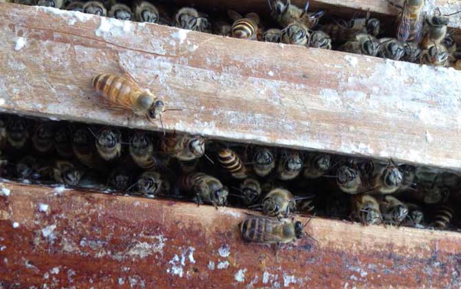 蜜蜂是怎樣自然分蜂的(什么是自然分蜂) 蜜蜂是怎樣自然分蜂的(什么是自然分蜂)