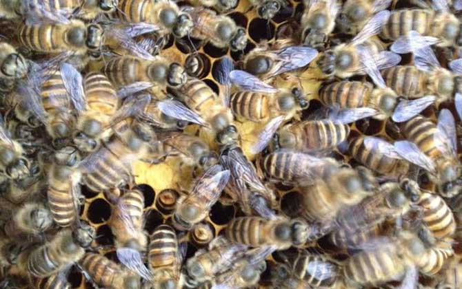 蜜蜂是怎樣自然分蜂的(什么是自然分蜂) 蜜蜂是怎樣自然分蜂的(什么是自然分蜂)