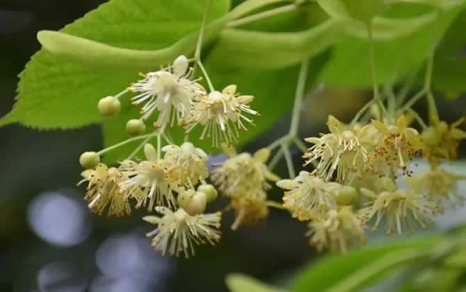 常見(jiàn)開(kāi)花的蜜源植物有哪些?(花期、蜜粉量、流蜜規(guī)律) 常見(jiàn)開(kāi)花的蜜源植物有哪些?(花期、蜜粉量、流蜜規(guī)律)