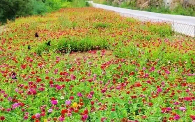 常見(jiàn)開(kāi)花的蜜源植物有哪些?(花期、蜜粉量、流蜜規(guī)律) 常見(jiàn)開(kāi)花的蜜源植物有哪些?(花期、蜜粉量、流蜜規(guī)律)