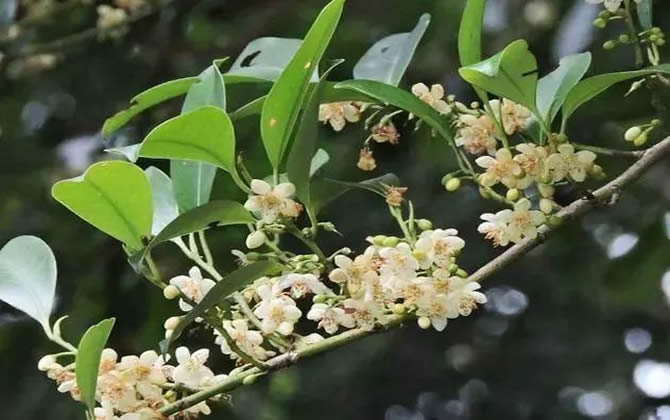 常見(jiàn)開(kāi)花的蜜源植物有哪些?(花期、蜜粉量、流蜜規(guī)律) 常見(jiàn)開(kāi)花的蜜源植物有哪些?(花期、蜜粉量、流蜜規(guī)律)