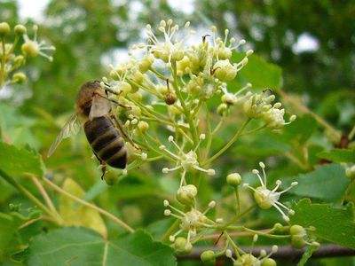 東北黑蜂 東北黑蜂