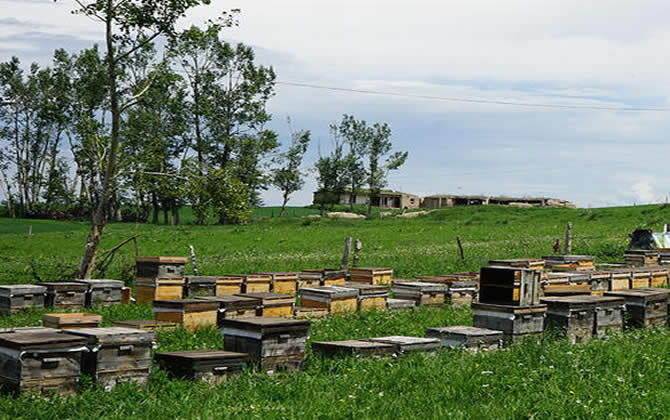 中蜂箱的排列和擺放? 中蜂箱的排列和擺放?