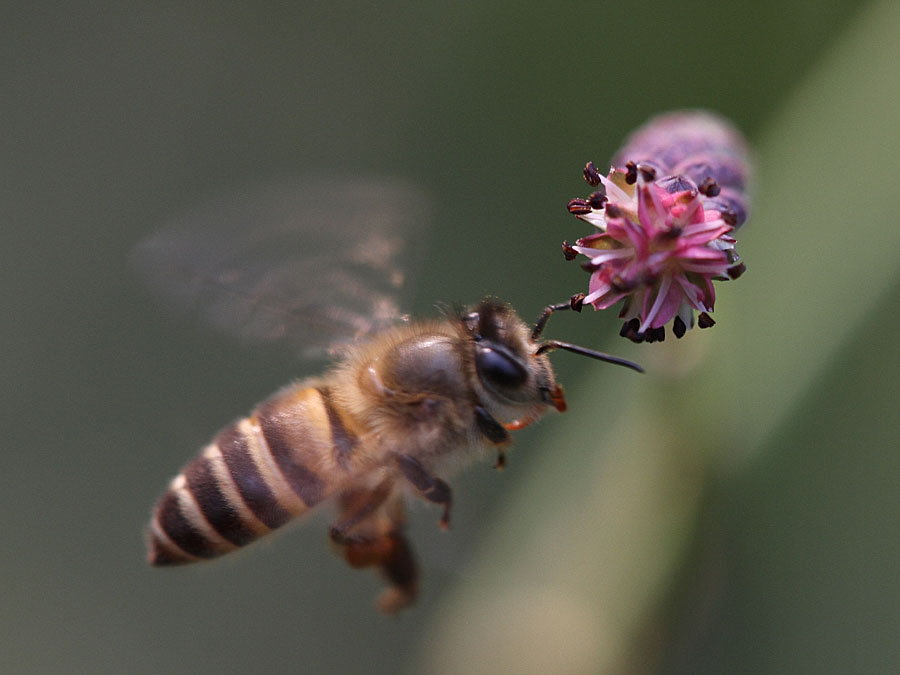 新手養蜂入門蜜蜂打架的原因(蜜蜂打架的原因及解決辦法) 新手養蜂入門蜜蜂打架的原因(蜜蜂打架的原因及解決辦法)