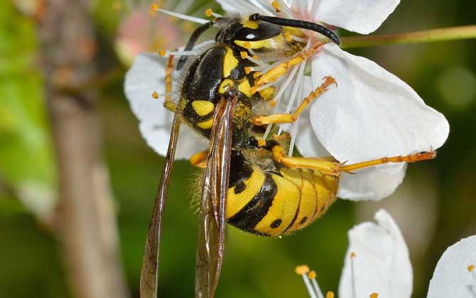 馬蜂飛進家里預兆是什么(馬蜂入宅預兆著什么) 馬蜂飛進家里預兆是什么(馬蜂入宅預兆著什么)