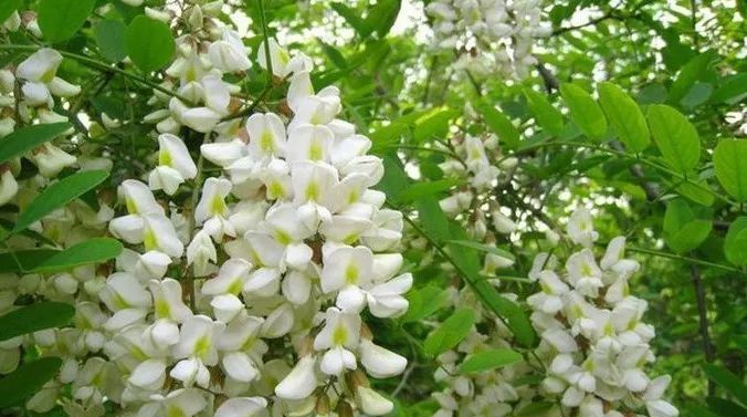 黑龍江蜜源植物介紹(黑龍江省有哪些蜜源植物) 黑龍江蜜源植物介紹(黑龍江省有哪些蜜源植物)