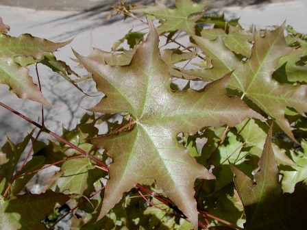 黑龍江蜜源植物介紹(黑龍江省有哪些蜜源植物) 黑龍江蜜源植物介紹(黑龍江省有哪些蜜源植物)