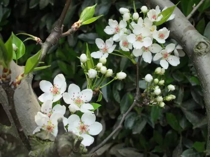 黑龍江蜜源植物介紹(黑龍江省有哪些蜜源植物) 黑龍江蜜源植物介紹(黑龍江省有哪些蜜源植物)