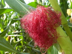 黑龍江蜜源植物介紹(黑龍江省有哪些蜜源植物) 黑龍江蜜源植物介紹(黑龍江省有哪些蜜源植物)