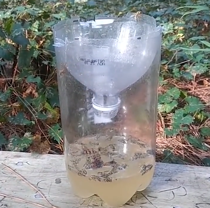 夏季養蜂如何消滅胡蜂（養蜂怎么防胡蜂）