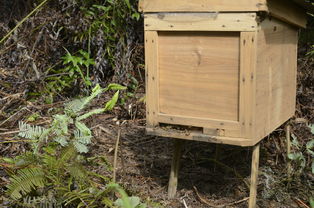 蜜蜂蜂王冬天會產(chǎn)子嗎(冬季蜂王產(chǎn)卵的2大害大) 蜜蜂蜂王冬天會產(chǎn)子嗎(冬季蜂王產(chǎn)卵的2大害大)