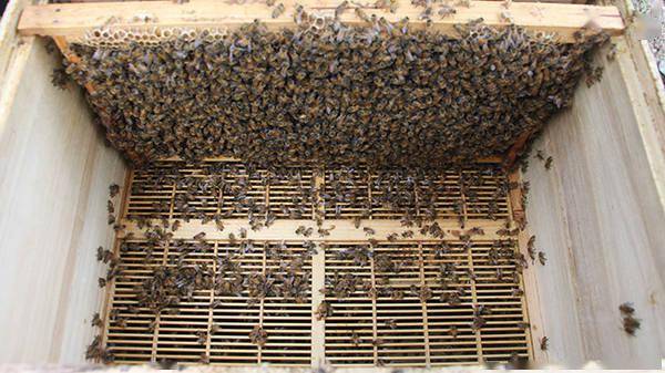 蜜蜂蜂王冬天會產(chǎn)子嗎(冬季蜂王產(chǎn)卵的2大害大) 蜜蜂蜂王冬天會產(chǎn)子嗎(冬季蜂王產(chǎn)卵的2大害大)