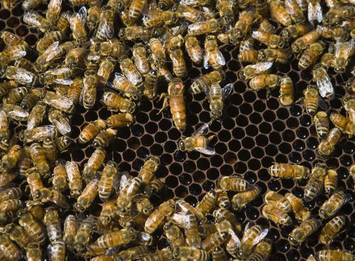 如何選擇優(yōu)質蜂王(優(yōu)質蜂王選擇的四要素) 如何選擇優(yōu)質蜂王(優(yōu)質蜂王選擇的四要素)