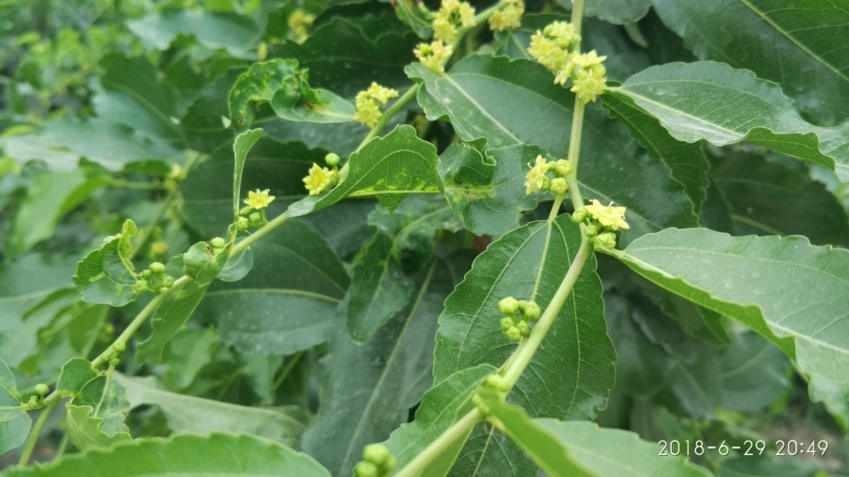 蜂蜜排行榜前十名(正宗蜂蜜是什么樣的) 蜂蜜排行榜前十名(正宗蜂蜜是什么樣的)