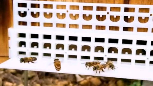 新手養蜂怎么才能養得好(新手養蜂人如何養好蜜蜂呢) 新手養蜂怎么才能養得好(新手養蜂人如何養好蜜蜂呢)