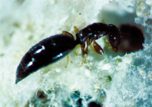 腫腿蜂(腫腿蜂簡介和利用方法) 腫腿蜂(腫腿蜂簡介和利用方法)