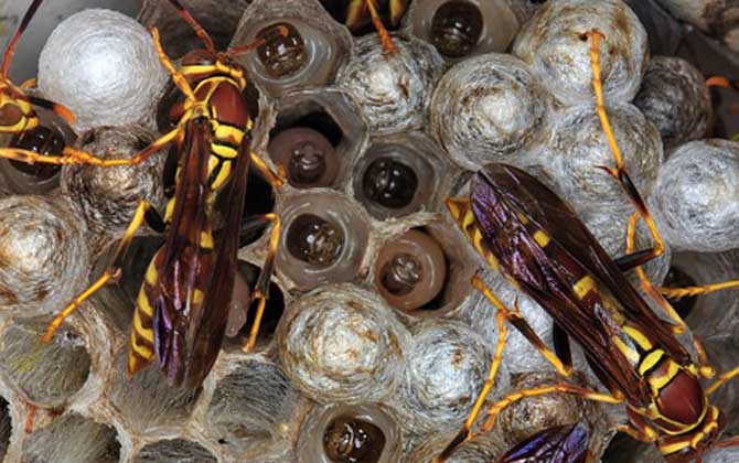 馬蜂窩怎么弄 馬蜂窩怎么弄