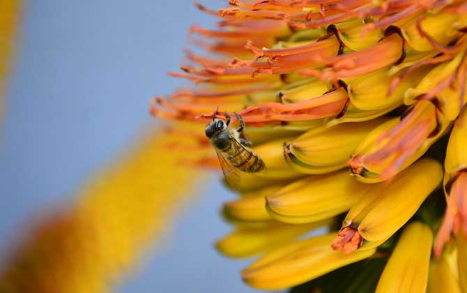 如何引誘捕捉別人家的蜜蜂(別人養(yǎng)的蜜蜂能不能誘到) 如何引誘捕捉別人家的蜜蜂(別人養(yǎng)的蜜蜂能不能誘到)
