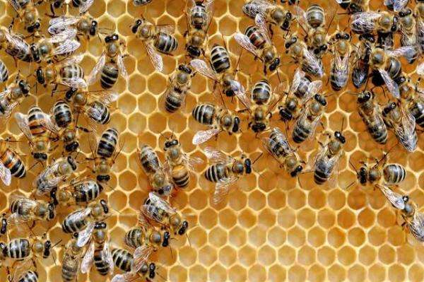 【蜜蜂養殖】蜂王夏季為什么會停止產卵?養蜂人應該如何應對? 蜂王夏季為什么會停止產卵?養蜂人應該如何應對?