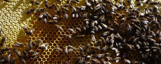 秋后意蜂喂糖時機 秋后意蜂喂糖時機