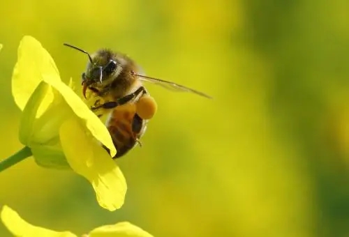 秋后意蜂喂糖時機(蜜蜂秋天幾天喂一次糖) 秋后意蜂喂糖時機(蜜蜂秋天幾天喂一次糖)