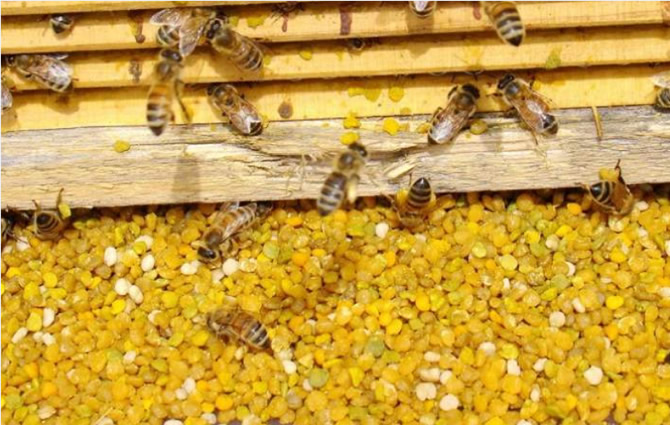 蜜蜂怎樣獎(jiǎng)勵(lì)飼喂(蜜蜂如何獎(jiǎng)勵(lì)飼喂及糖水比例) 蜜蜂怎樣獎(jiǎng)勵(lì)飼喂(蜜蜂如何獎(jiǎng)勵(lì)飼喂及糖水比例)