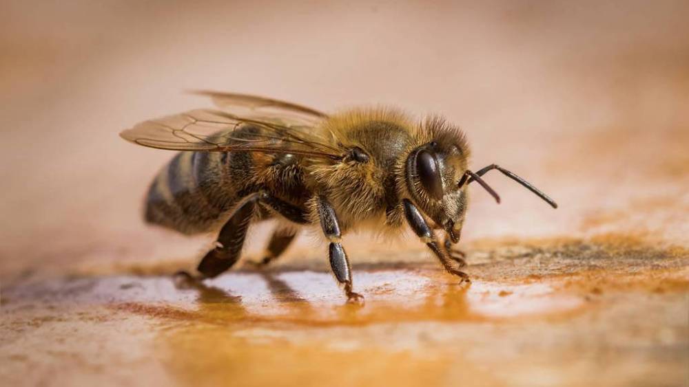 蜜蜂怎樣獎(jiǎng)勵(lì)飼喂(蜜蜂如何獎(jiǎng)勵(lì)飼喂及糖水比例) 蜜蜂怎樣獎(jiǎng)勵(lì)飼喂(蜜蜂如何獎(jiǎng)勵(lì)飼喂及糖水比例)