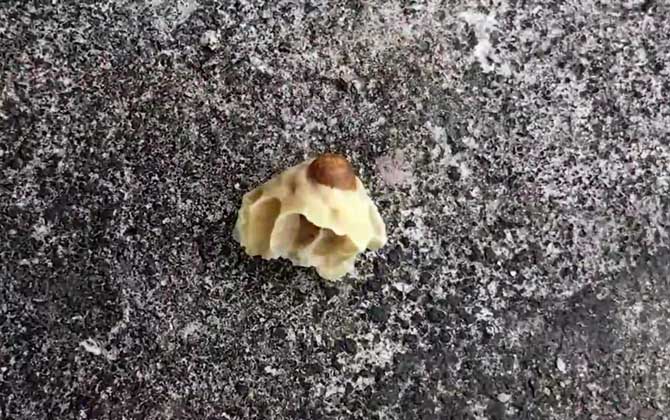 急造王臺期間會工產(chǎn)嗎 急造王臺期間會工產(chǎn)嗎