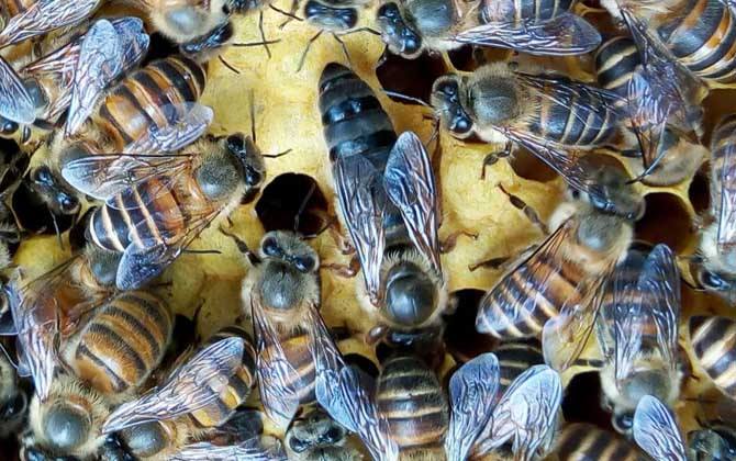 蜂王是公的還是母的? 蜂王