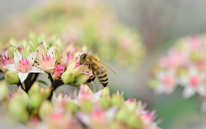 蜜蜂飛進花蜜里如何采蜜 蜜蜂飛進花蜜里如何采蜜