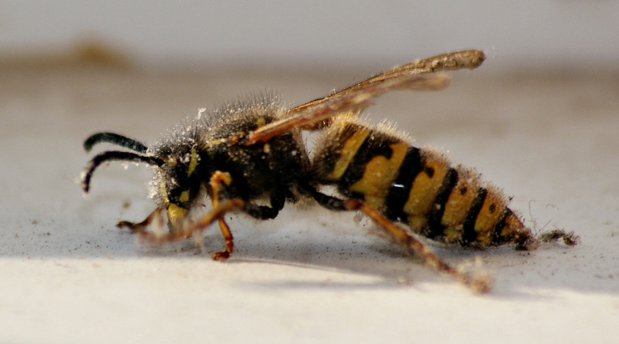 馬蜂蟄了腫了涂什么藥處理?(什么藥消腫止癢效果好) 馬蜂蟄了腫了涂什么藥處理?(什么藥消腫止癢效果好)
