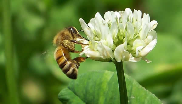 【蜜蜂知識】什么品種的中蜂蜂王最好？