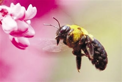 阿壩中蜂工蜂巢礎房眼大小(中蜂巢房眼標準尺寸) 阿壩中蜂工蜂巢礎房眼大小(中蜂巢房眼標準尺寸)