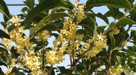 野桂花什么時(shí)候開花(桂花每年什么時(shí)候開花) 野桂花什么時(shí)候開花(桂花每年什么時(shí)候開花)