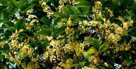 野桂花什么時(shí)候開花(桂花每年什么時(shí)候開花) 野桂花什么時(shí)候開花(桂花每年什么時(shí)候開花)