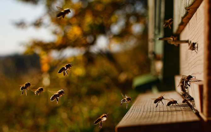 偵察蜂來了多久會來蜂 偵察蜂來了多久會來蜂