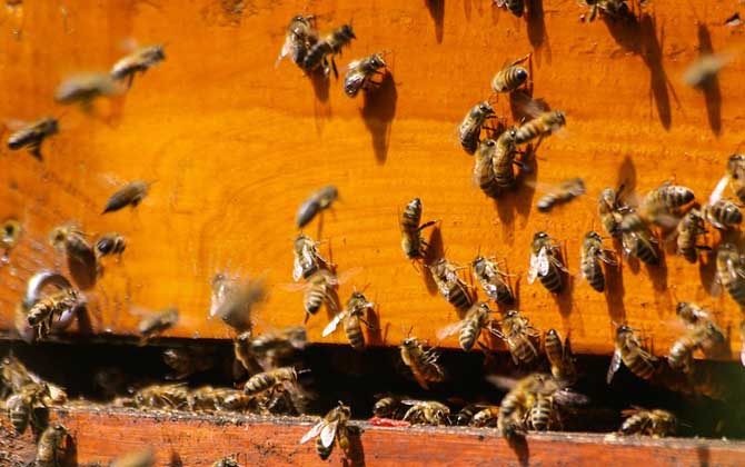 偵察蜂來了多久會來蜂 偵察蜂來了多久會來蜂